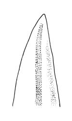 Macromitrium longipes, branch leaf apex.
 Image: R.C. Wagstaff © All rights reserved. Redrawn with permission from Vitt (1983). 